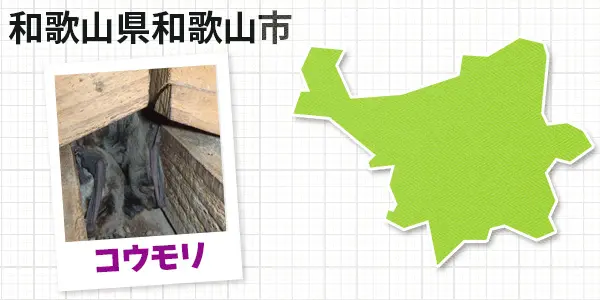 和歌山県和歌山市のコウモリ駆除 お客様の声②
