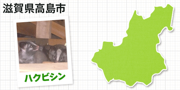 滋賀県高島市のハクビシン駆除 お客様の声①