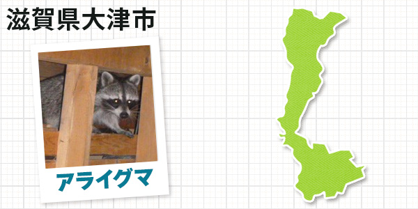 滋賀県大津市のアライグマ駆除 お客様の声②