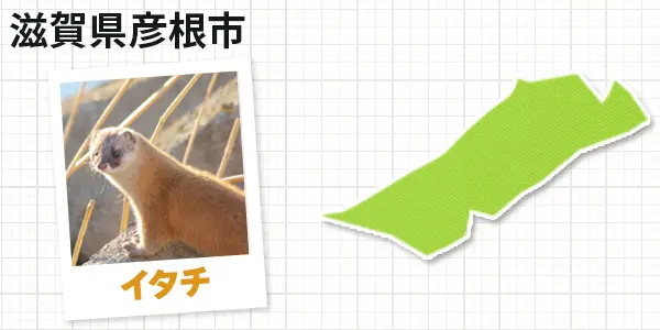 滋賀県彦根市のイタチ駆除 お客様の声①