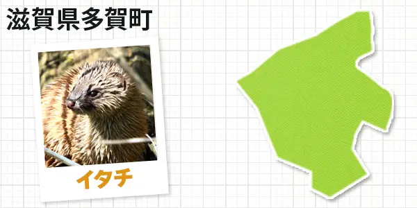 滋賀県多賀町のイタチ駆除 お客様の声②