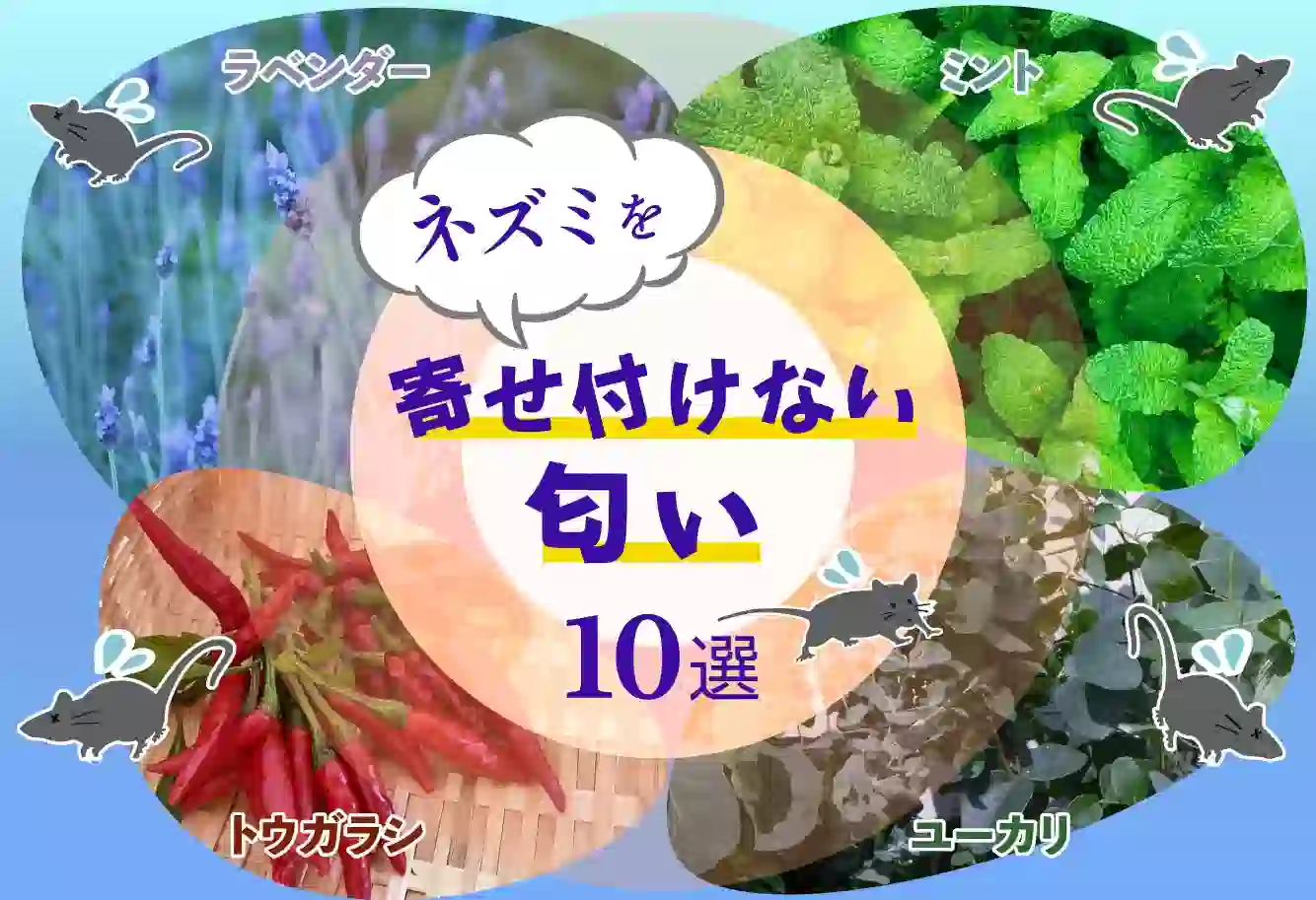 ネズミが嫌いな匂いで一網打尽！？ネズミを寄せ付けない匂い10選　ネズミ3