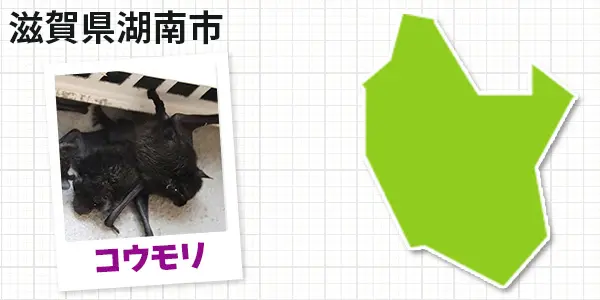 滋賀県湖南市のコウモリ駆除 お客様の声①