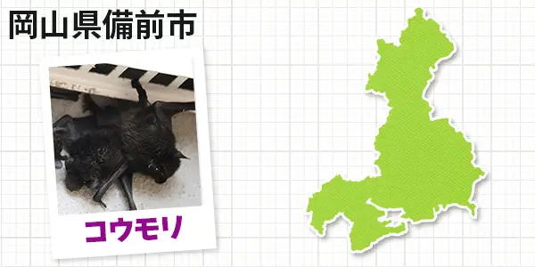 岡山県備前市のコウモリ駆除 お客様の声①