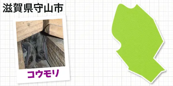 滋賀県守山市のコウモリ駆除 お客様の声②