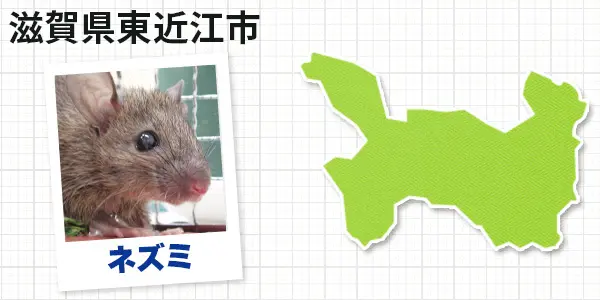 滋賀県東近江市のネズミ駆除 お客様の声①