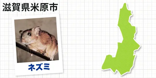 滋賀県米原市のネズミ駆除 お客様の声②