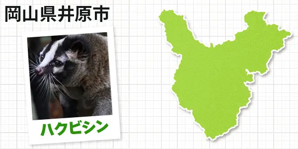 岡山県井原市のハクビシン駆除 お客様の声②