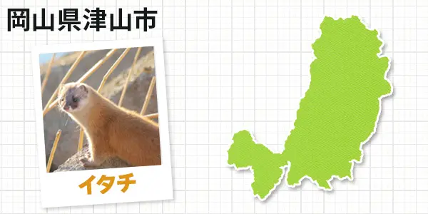 岡山県津山市のイタチ駆除 お客様の声②