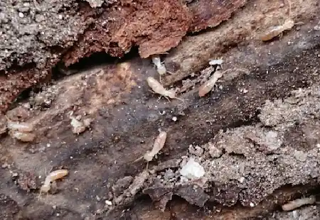 シロアリ駆除に効果的な薬剤　種類別に詳しく解説　シロアリ1