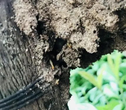 イエシロアリの特徴と生態 イエシロアリ02