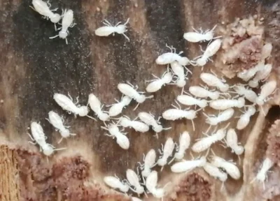 シロアリ駆除会社のサービスと特徴・選び方　シロアリ2