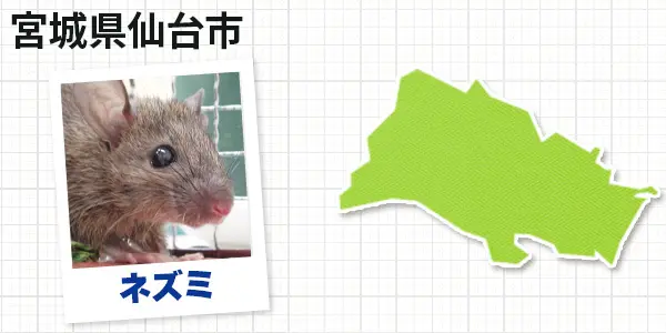 宮城県仙台市のネズミ駆除 お客様の声①
