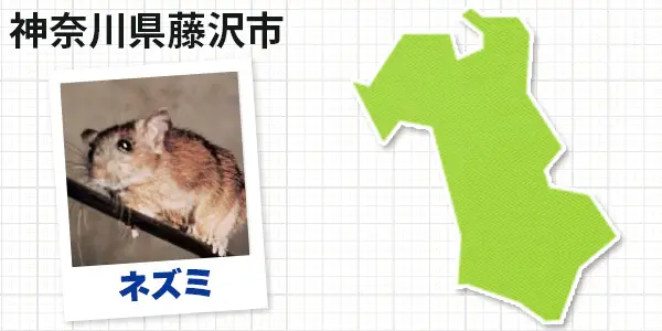 神奈川県藤沢市のネズミ駆除 お客様の声②