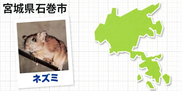 宮城県石巻市のネズミ駆除 お客様の声②