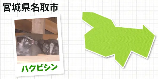 宮城県名取市のハクビシン駆除 お客様の声①