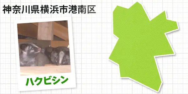 神奈川県横浜市港南区のハクビシン駆除 お客様の声①