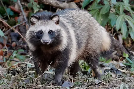 害獣対策に役立つ！アライグマとタヌキの違いを比較解説　タヌキ1
