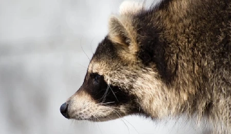 アライグマのふん その特徴と見分け方、処理方法などを詳しく解説　アライグマ02