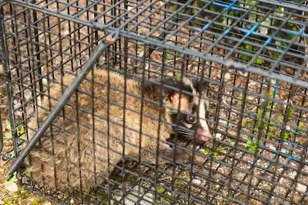ハクビシンの被害~意外と身近な野生動物の脅威 ハクビシン2