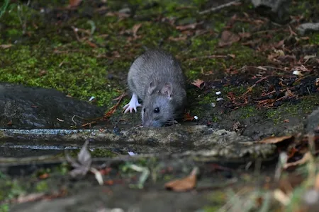 駆除ザウルス公式HP
　ネズミ2