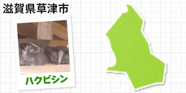 滋賀県草津市のハクビシン駆除 お客様の声①