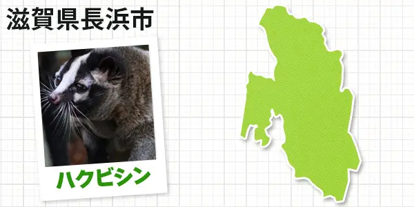 滋賀県長浜市のハクビシン駆除 お客様の声②