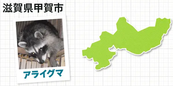 滋賀県甲賀市のアライグマ駆除 お客様の声②