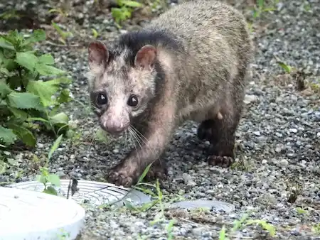 ハクビシンの鳴き声を聞き分けて効果的な害獣駆除を　ハクビシン01