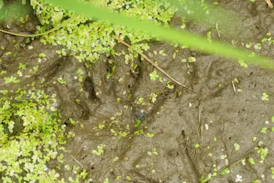 害獣の足跡を見分ける方法　ハクビシンやアライグマなどの足跡の特徴を解説　害獣の足跡03