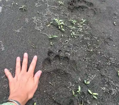 害獣の足跡を見分ける方法。ハクビシンやアライグマなどの足跡の特徴を解説 　害獣の足跡02