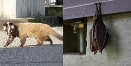 【害獣被害実態】約3人に1人がハクビシン・コウモリ被害を経験　ハクビシン　コウモリ01