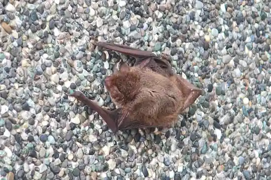 コウモリのふん、触ったらどんな病気になる? コウモリ2