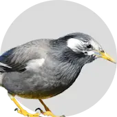 駆除ザウルス ムクドリ駆除サイトへ。