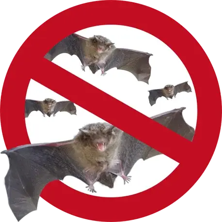 害獣コウモリ駆除・退治　生態や被害1