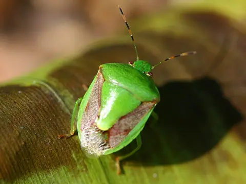 害虫カメムシ駆除・退治　カメムシ