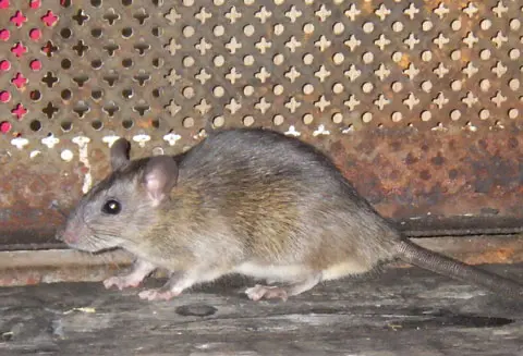 害獣ネズミの特徴2