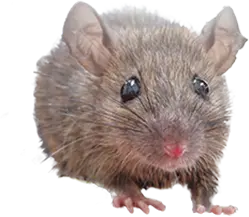 ネズミ被害のお悩みはネズミ駆除業者・駆除ザウルスにお任せください