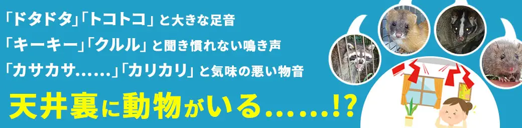 「ドタドタ」「トコトコ」と大きな足音、天井裏に動物がいる……!?