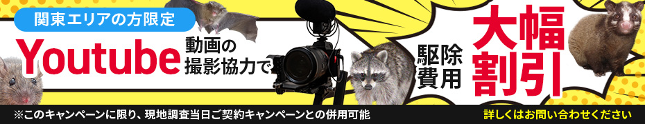 関東エリアの方限定、Youtube動画の撮影協力で駆除費用10％オフ！詳しくはお問い合わせください※このキャンペーンに限り、現地調査当日ご契約キャンペーンとの併用可能