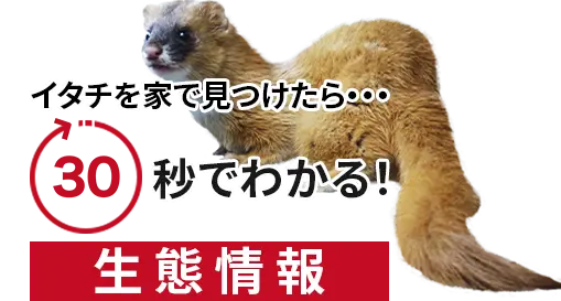 イタチを家で見つけたら・・・30秒でわかる生態情報