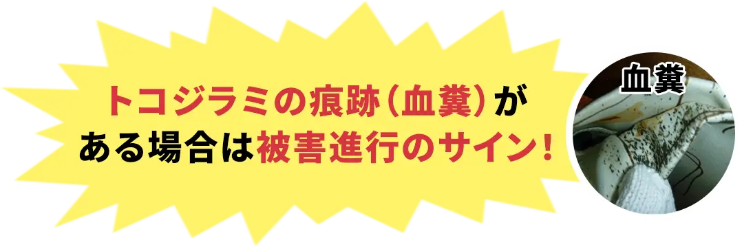 衛生害虫トコジラミの痕跡（血糞）がある場合は被害進行のサイン！