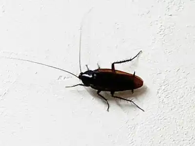 害虫・ネズミ被害　放置すると大変危険です！　ゴキブリ