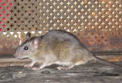 害虫・ネズミ被害　放置すると大変危険です！　ネズミ
