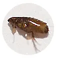 害虫被害 ノミ