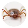 害虫被害 ダニ