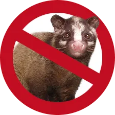 危険な害獣 プロ集団が再発防止・徹底駆除　ハクビシンアイコン