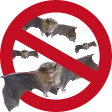 危険な害獣 プロ集団が再発防止・徹底駆除　コウモリアイコン