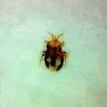 害獣駆除の消毒　ダニ